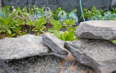 Cómo decorar tu jardín con piedras