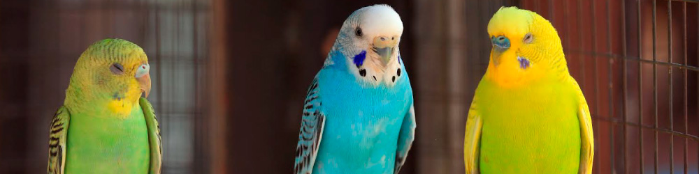 accesorios para pajaros - aves
