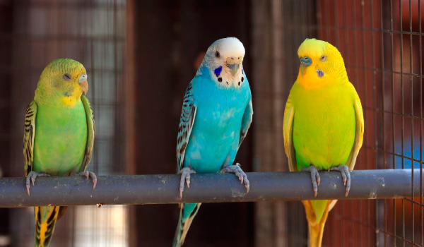 accesorios para pajaros - aves