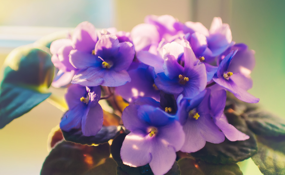 tener plantas en casa - flores