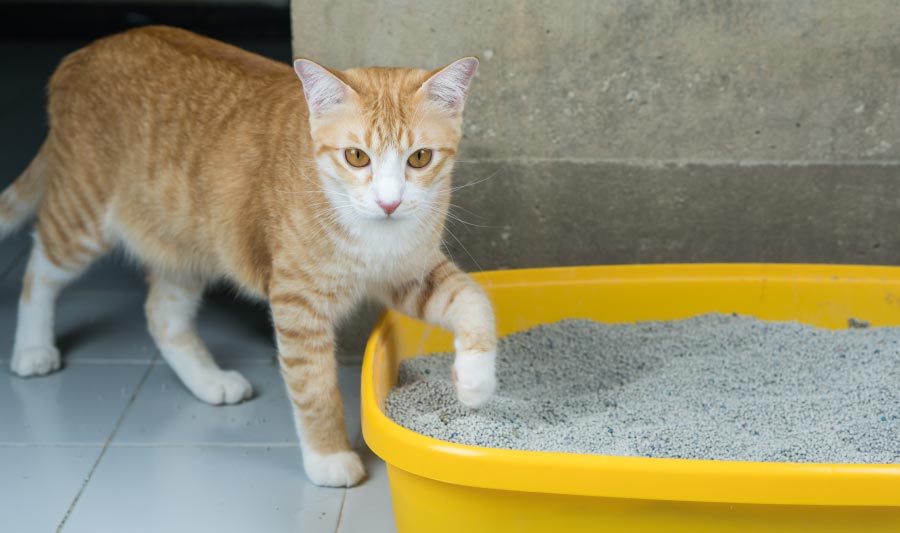Aprende ¡Cómo adiestrar un gato sin en el intento! | Homecenter