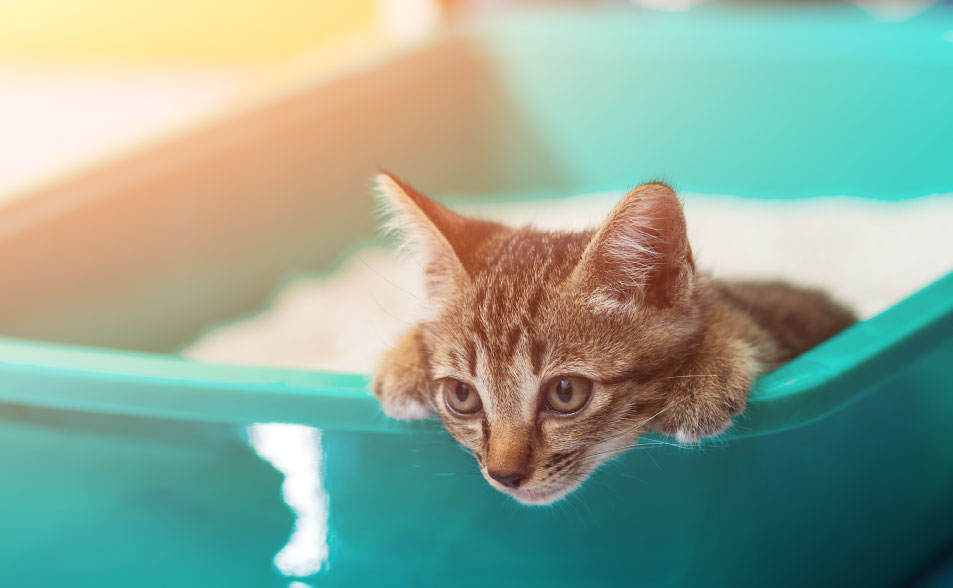 c�mo criar un gato, arenera para gato