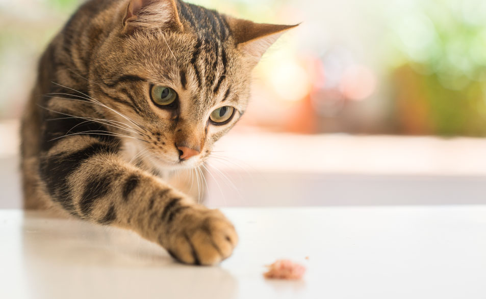 c�mo criar un gato, c�mo educar bien un gato