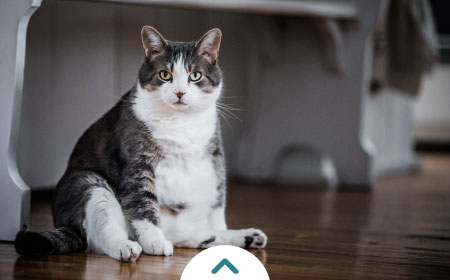 5 consejos para aprender c�mo criar un gato