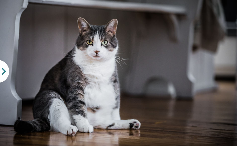 5 consejos para aprender c�mo criar un gato