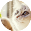 5 tips para educar a tu gato