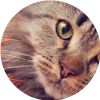 6 juguetes novedosos para tu gato