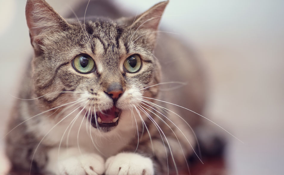 c�mo criar un gato, gato maullando