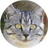 Construye un rascador para tu gato