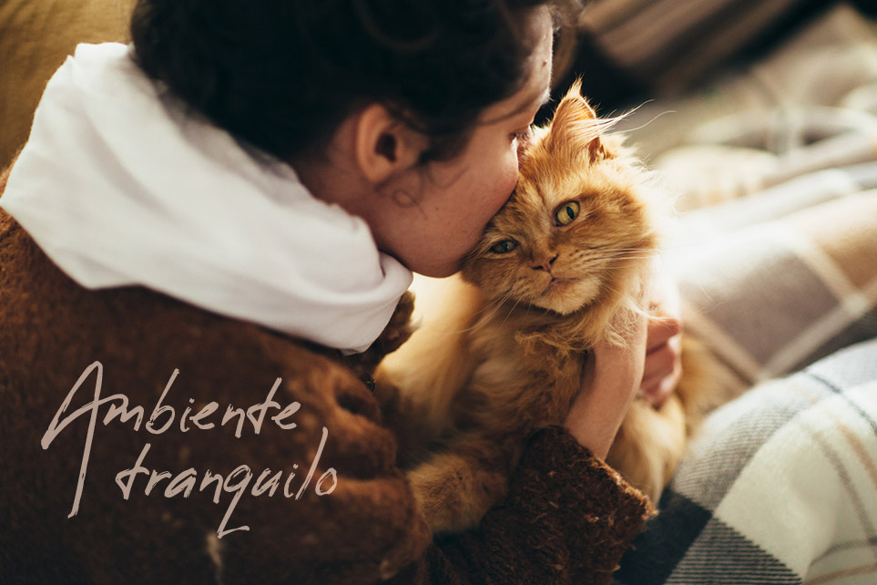 Mascotas-y-p�lvora-gato