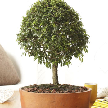 Plantas de interior