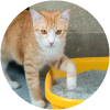 Aprende c�mo adiestrar tu gato