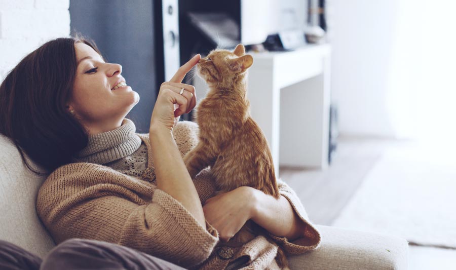 C�mo ense�ar a un gato a no morder, c�mo jugar con un gato