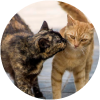 Te ense�amos c�mo saber si es gata o gato