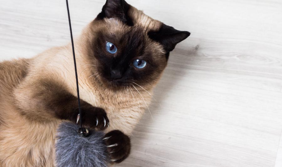 C�mo ense�ar a un gato a no morder, juguetes para gato