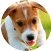 C�mo cuidar a un cachorro
