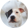 Conoce los mejores cuidados de casa con perros