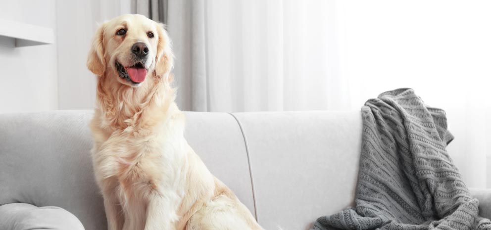 C�mo entretener a un perro, perro en el sofa