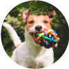 Los mejores juegos para tu mascota