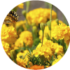 Las flores correctas para ocasiones especiales
