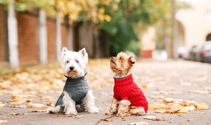 Aprende cómo hacer ropa para perro sin salir de casa! | Homecenter