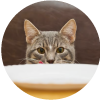Cómo adiestrar un gato