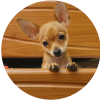 Cómo jugar con un cachorro