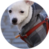 Aprende a hacer ropa para tu mascota
