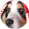 �C�mo cuidar las mascotas durante la p�lvora?