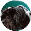 Consejos para ba�ar a tu perro en casa