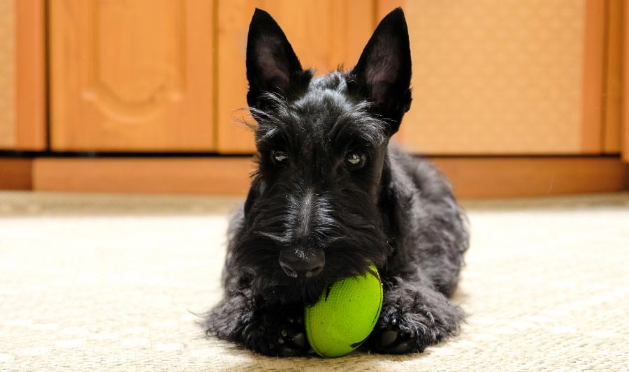Ideas de juegos para perros en casa con pelotas rellenas