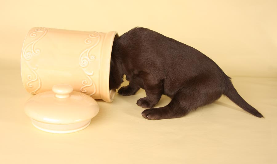 Ideas de juegos para perros en casa juguetes hechos por ti mismo