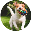 ��Los mejores juegos para tu mascota!