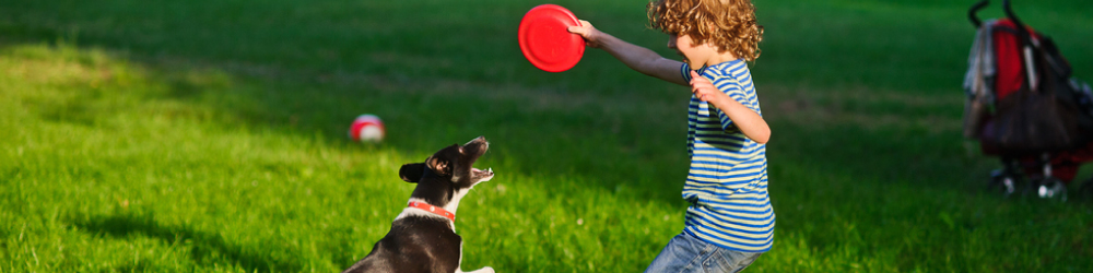 juegos para aumentar la inteligencia de los perros