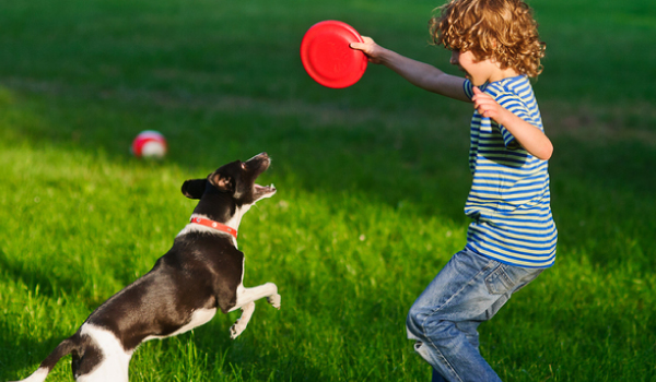 juegos para aumentar la inteligencia de los perros