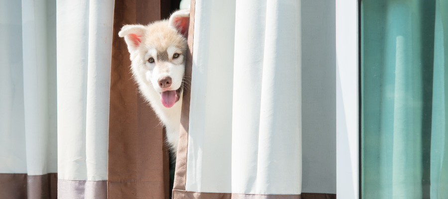 juegos para perros - perro siberiano jugando a las escondidas