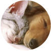 comodidad para mascotas