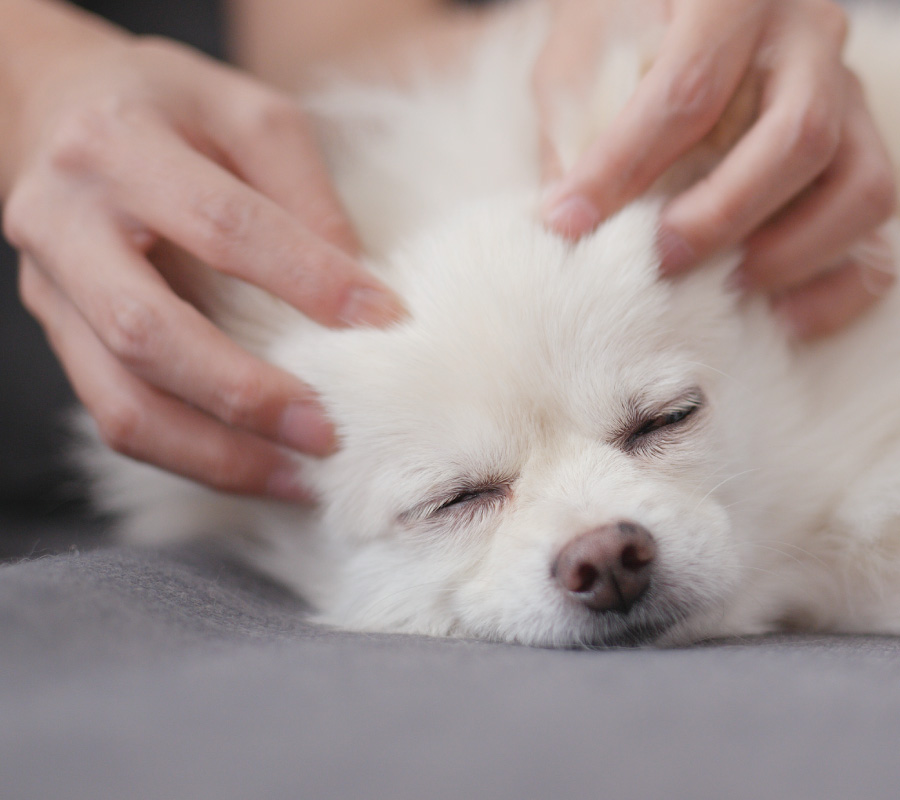 juegos para perros - Persona dando masaje a un perro blanco
