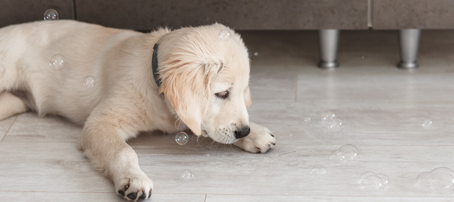 juegos para perros - Golden retriever jugando con burbujas