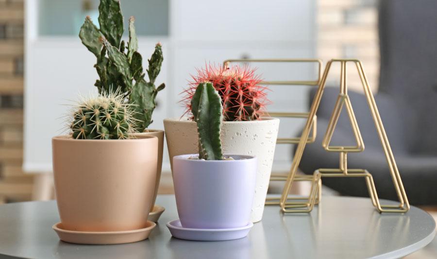 plantas ornamentales - plantas interiores - cactus