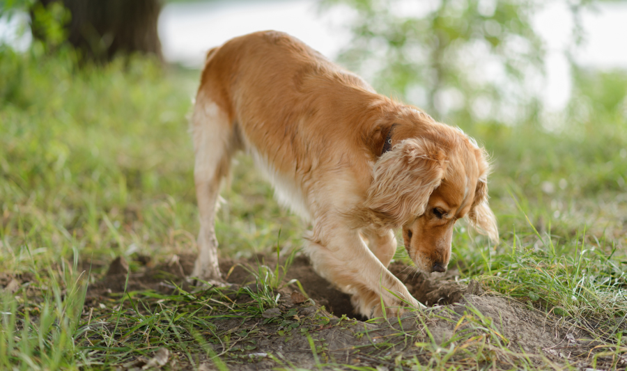 como saber si mi perro es feliz - perro de raza Cocker Spaniel tratando de cavar un hoyo en la tierra
