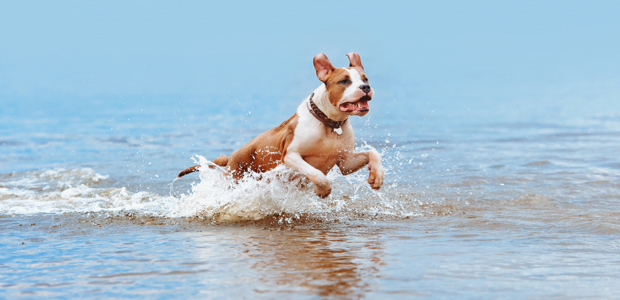 como saber si mi perro es feliz - perro corriendo en agua