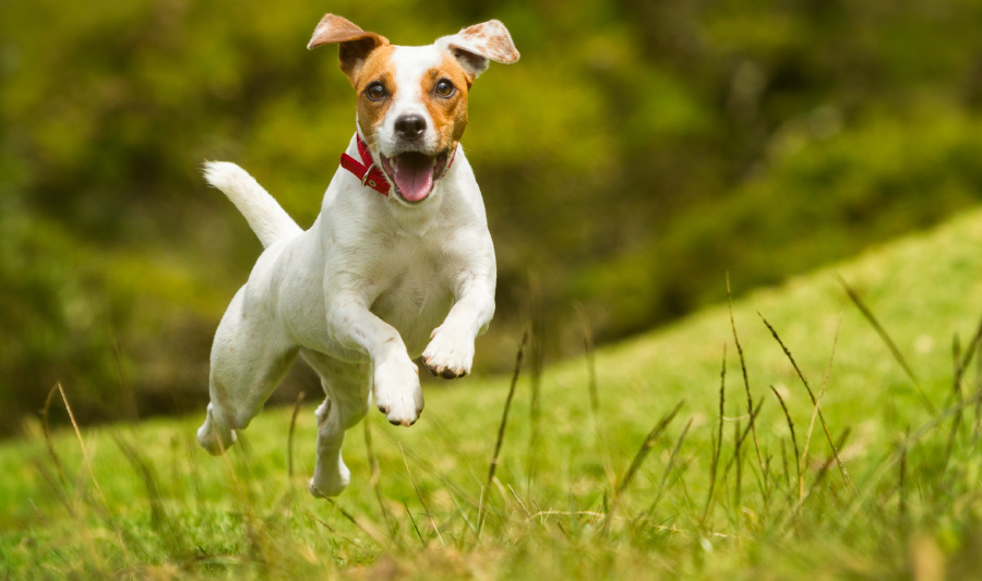 datos curiosos de los perros - perro Jack Russell Terrier