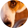 Elige la comida adecuada para tu perro
