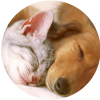 Br�ndale comodidad a tu mascota