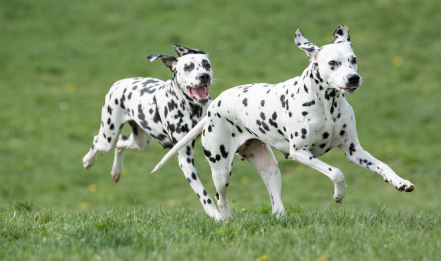 datos curiosos de los perros - dalmatas