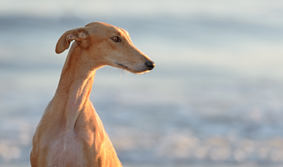 datos curiosos de los perros - perro de competici�n