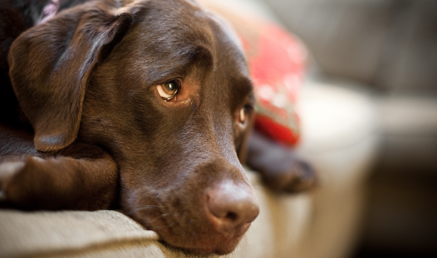 datos curiosos de los perros - Labrador chocolate