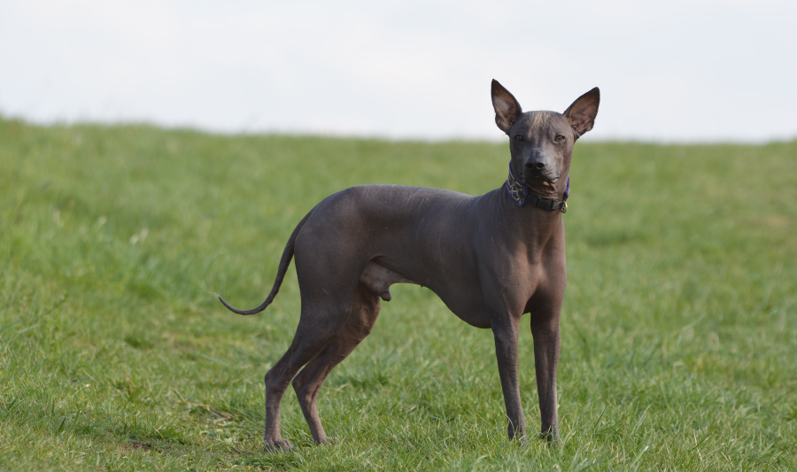 datos curiosos de los perros - Perro sin pelo