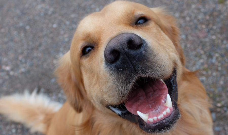 datos curiosos de los perros - perro Golden feliz